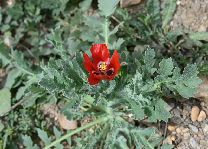 Blackspot Hornpoppy photo 6