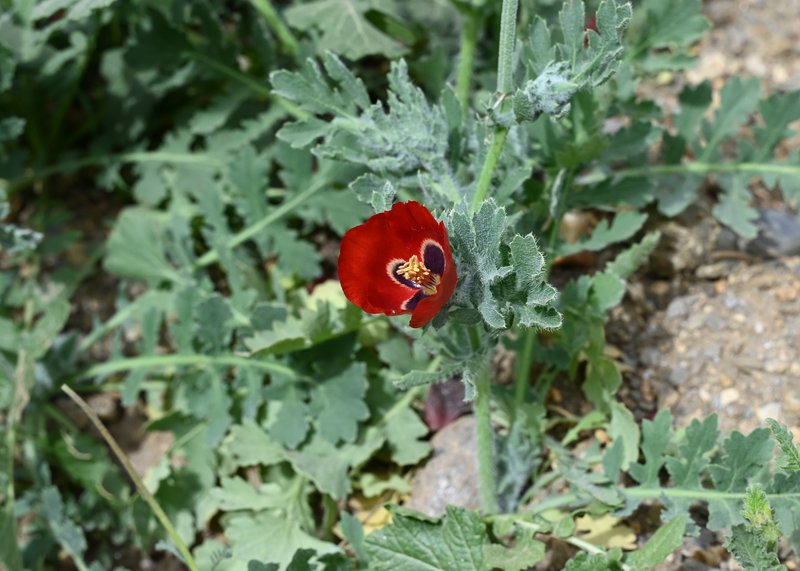 Blackspot Hornpoppy photo 7