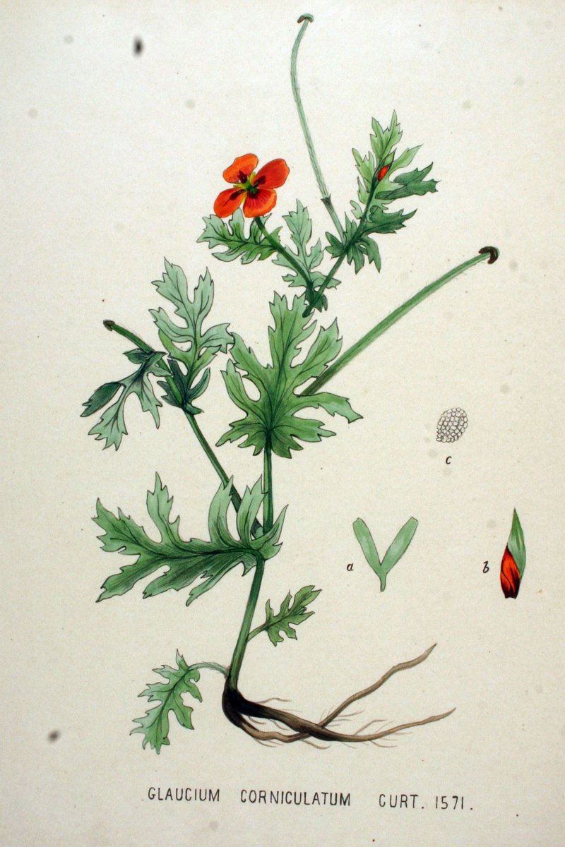 Blackspot Hornpoppy photo 8