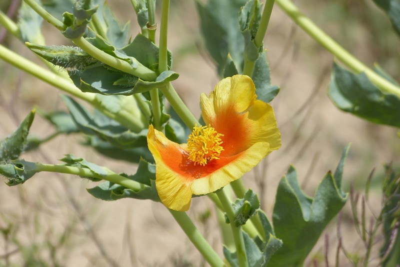 Glaucium yazdianum photo 4
