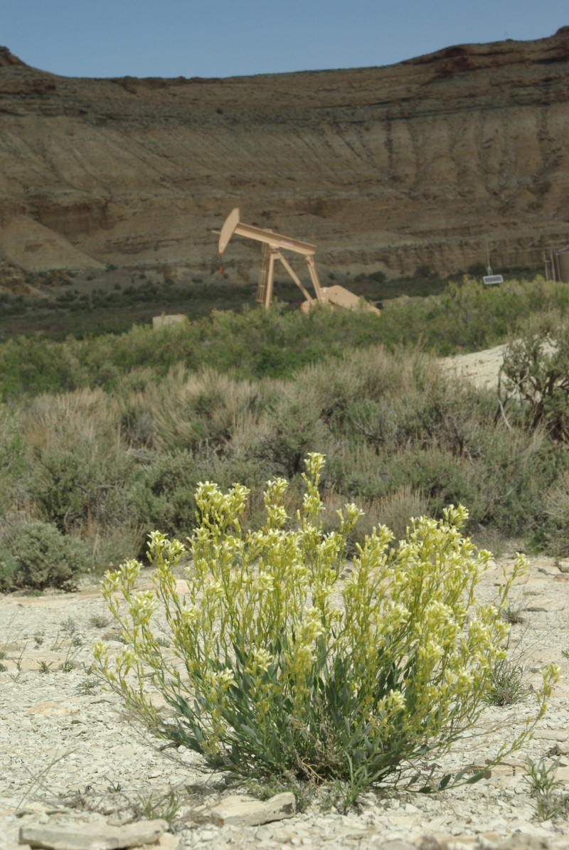 Uinta Basin Waxfruit photo 2