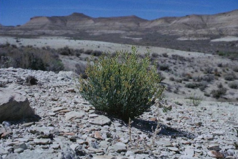 Uinta Basin Waxfruit