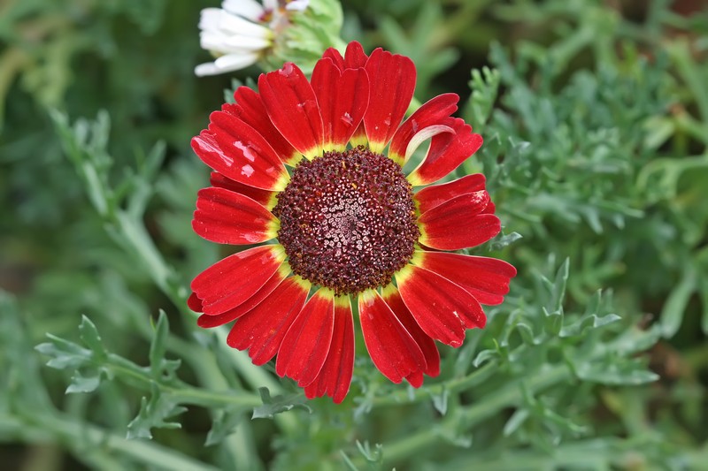 Tricolor Daisy photo 2