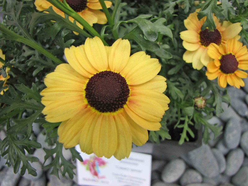 Tricolor Daisy photo 3