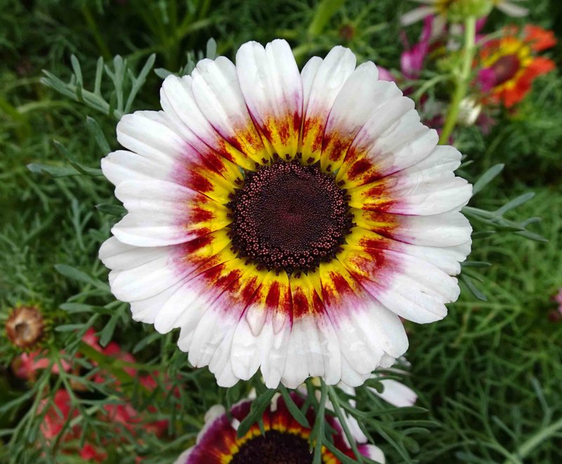 Tricolor Daisy photo 4
