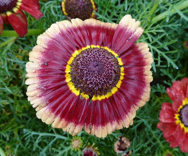 Tricolor Daisy photo 5