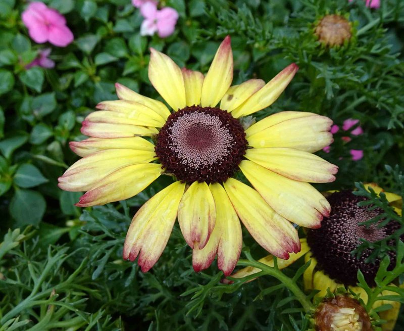 Tricolor Daisy photo 6