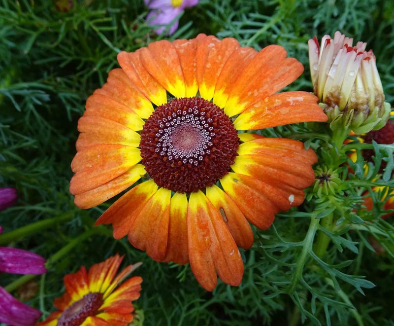 Tricolor Daisy photo 7