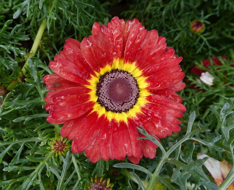 Tricolor Daisy photo 8