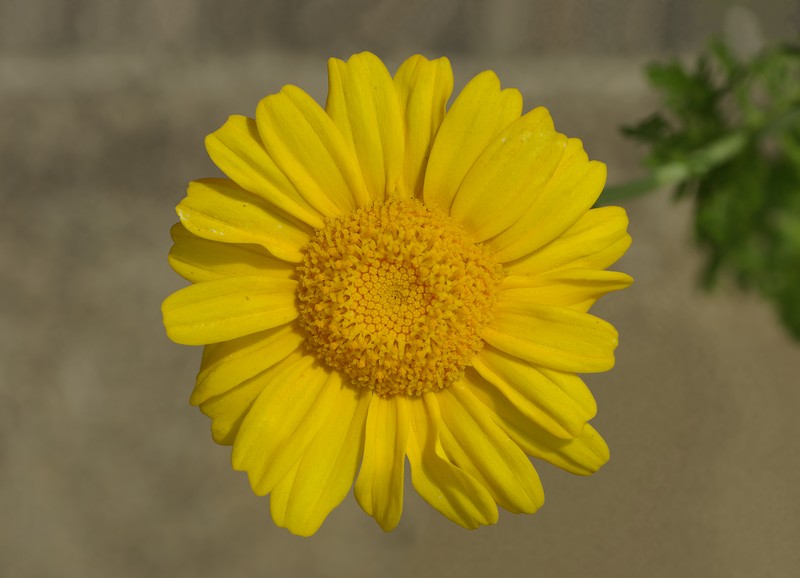 Glebionis coronaria