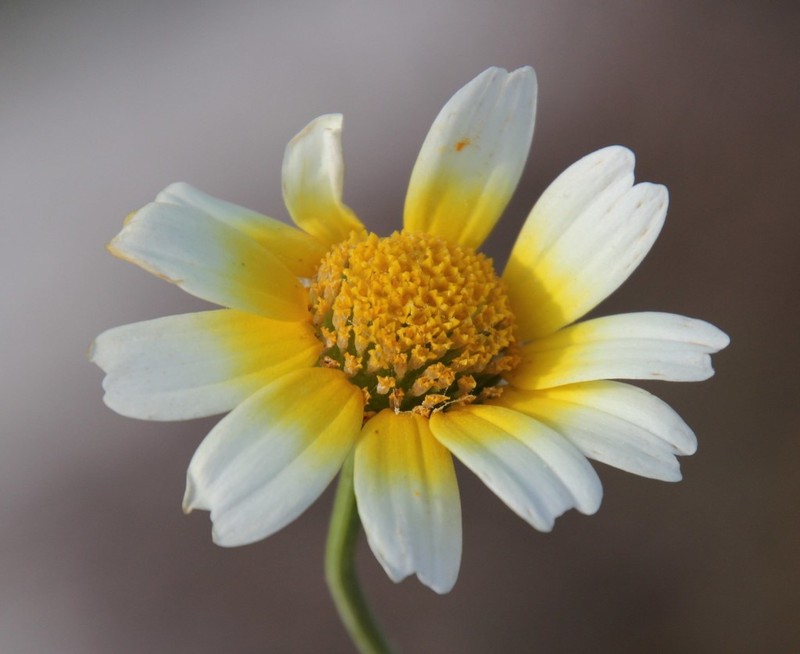 Glebionis coronaria photo 3