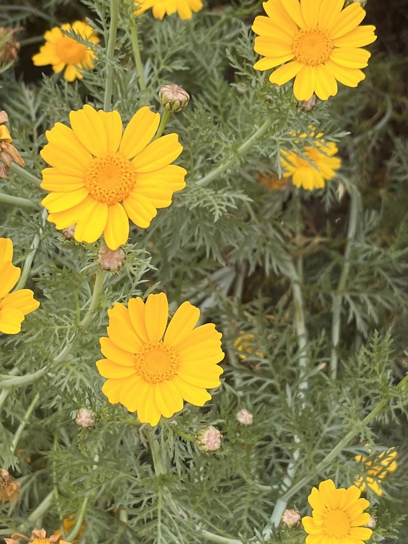 Glebionis coronaria photo 4
