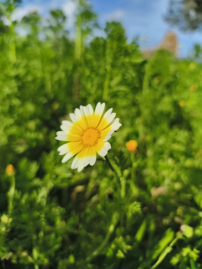 Glebionis coronaria photo 5