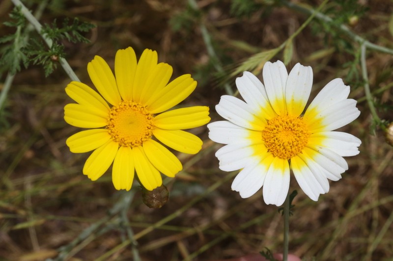 Glebionis coronaria photo 6
