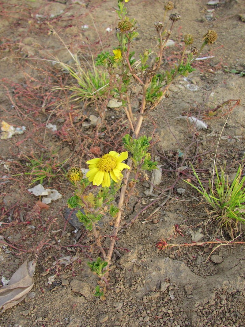 Glebionis coronaria photo 7