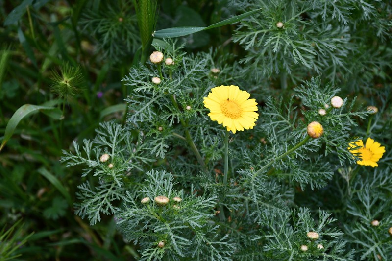 Glebionis coronaria photo 8