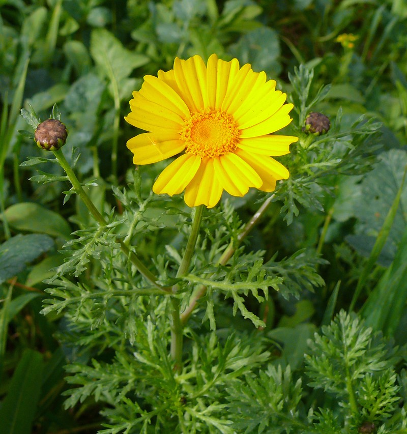 Crowndaisy photo 2