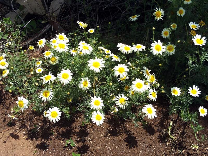 Crowndaisy photo 3