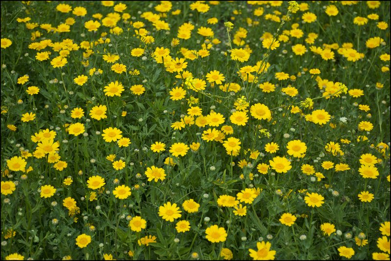 Crowndaisy photo 4