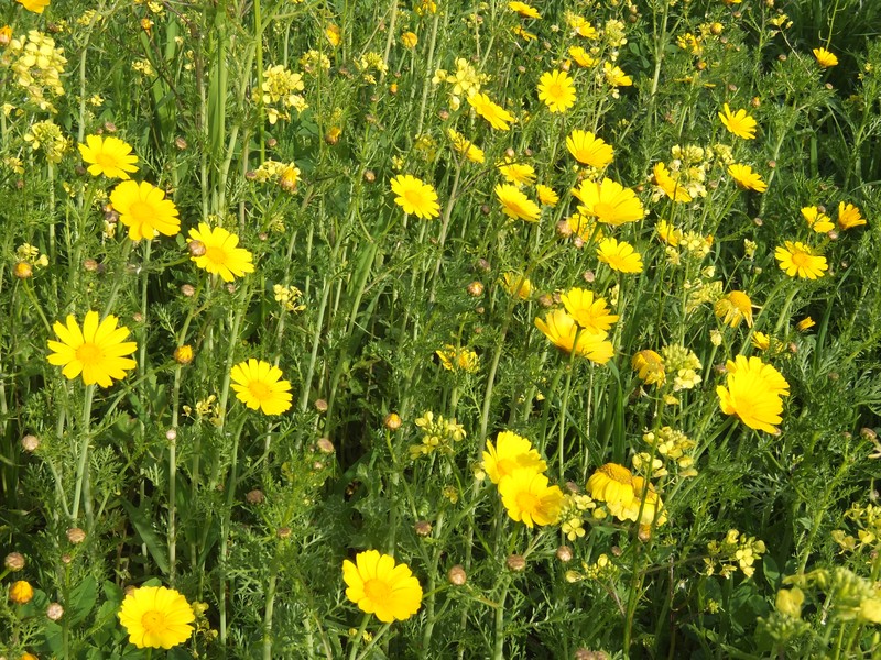 Crowndaisy photo 8