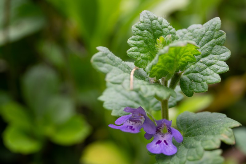 Ground Ivy photo 4