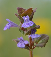 Ground Ivy