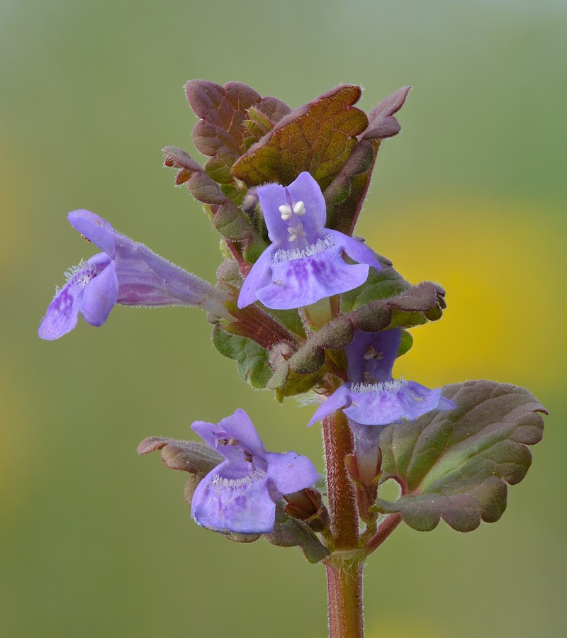 Ground Ivy