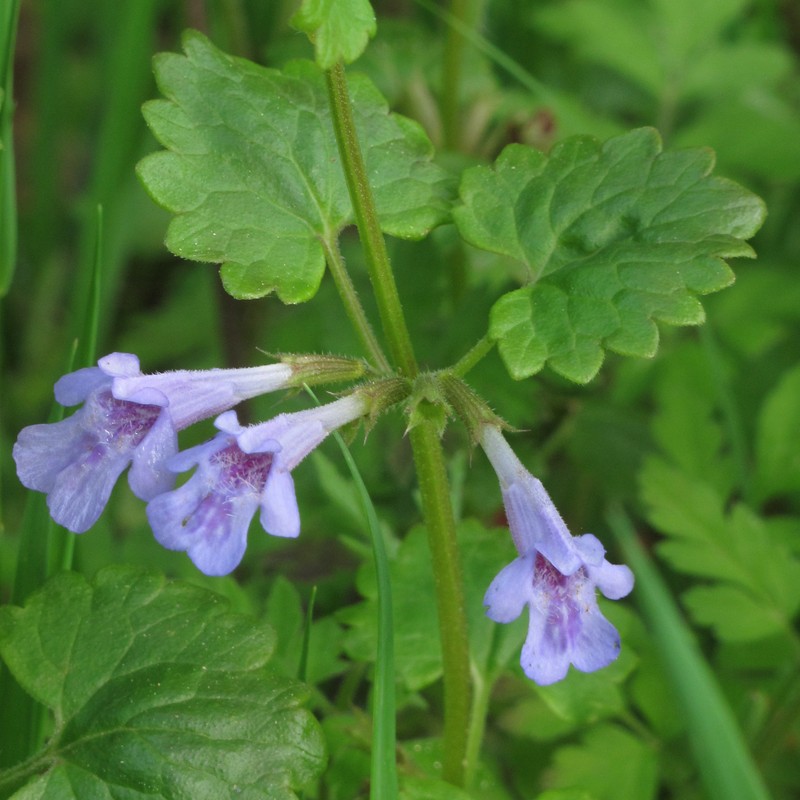 Ground Ivy photo 2