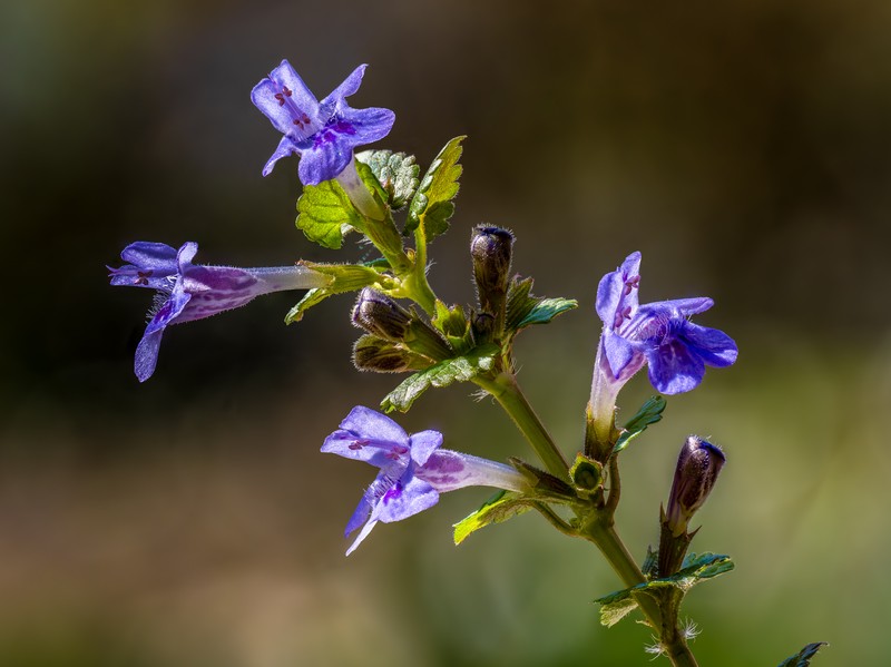 Ground Ivy photo 3