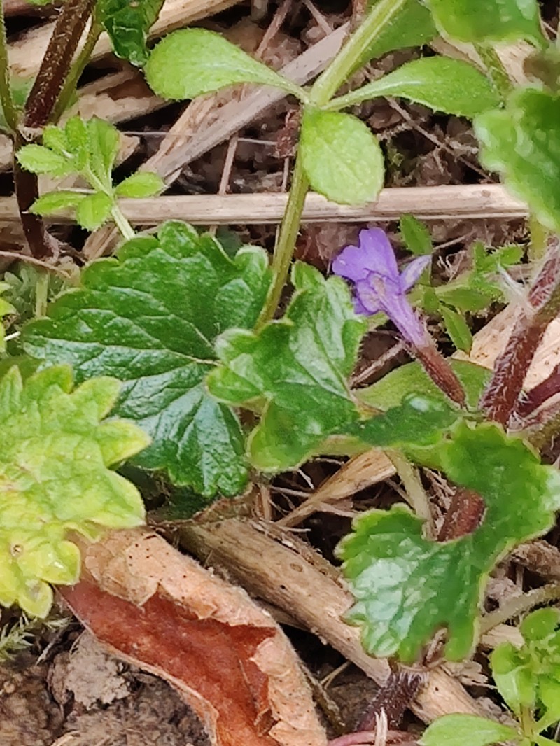 Ground Ivy photo 5