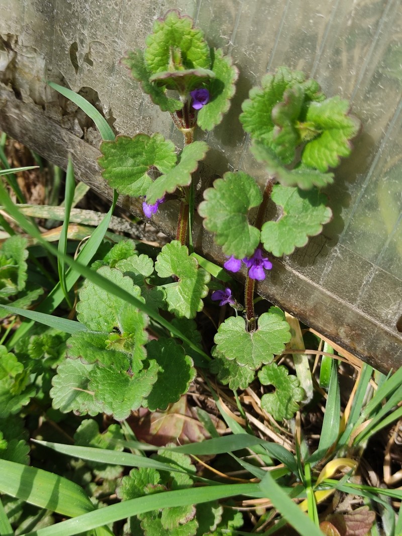 Ground Ivy photo 6