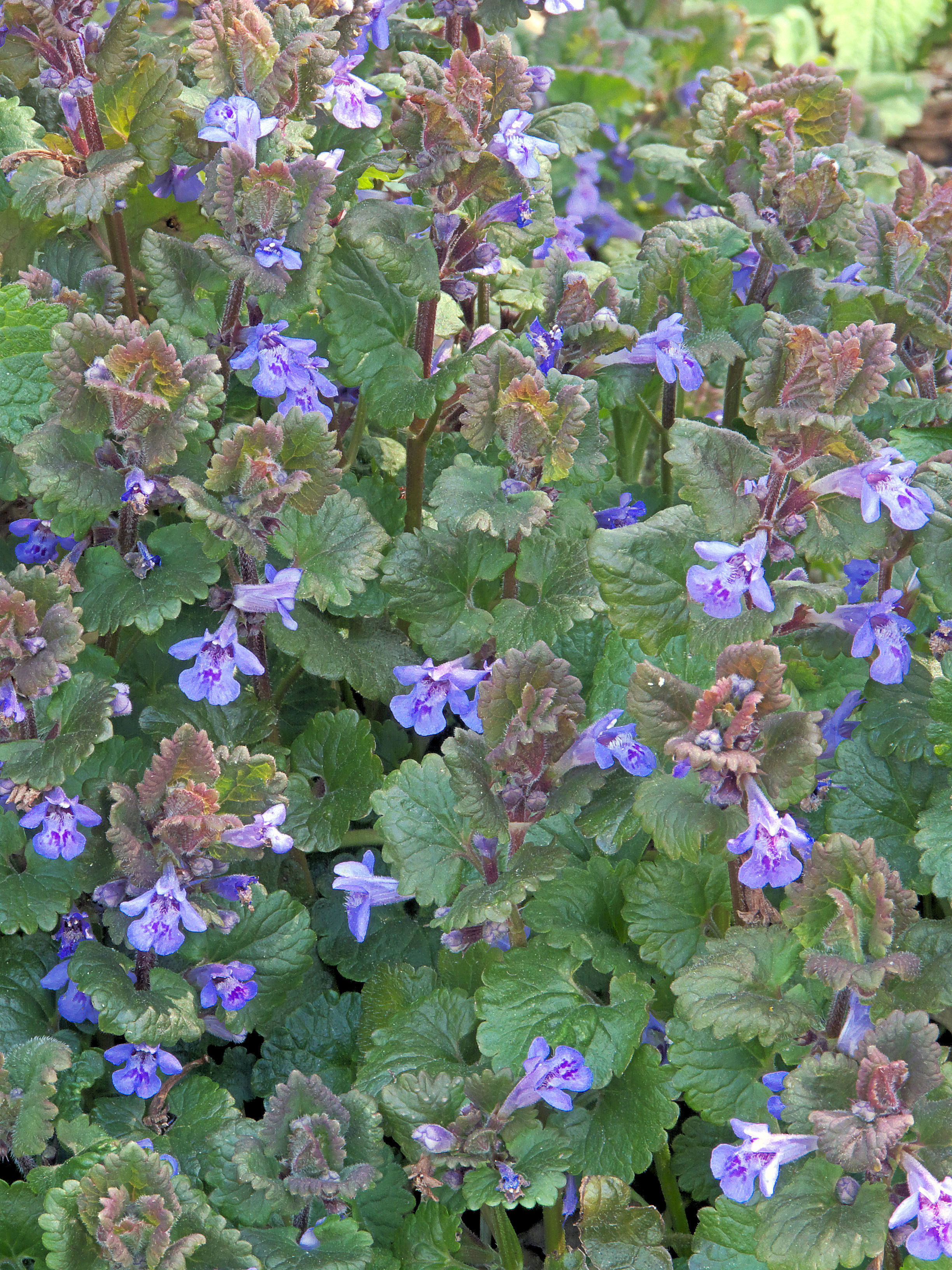 Ground Ivy photo 7