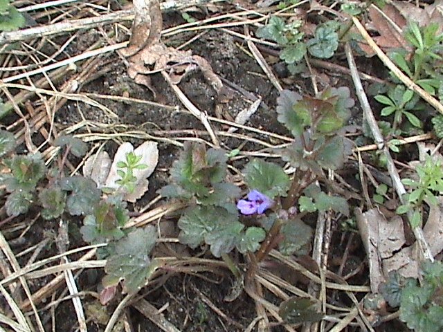 Ground Ivy photo 8