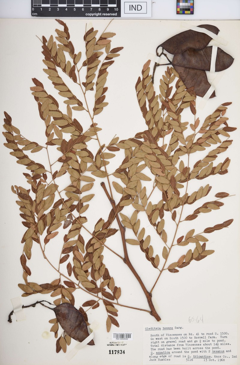 hybrid honeylocust