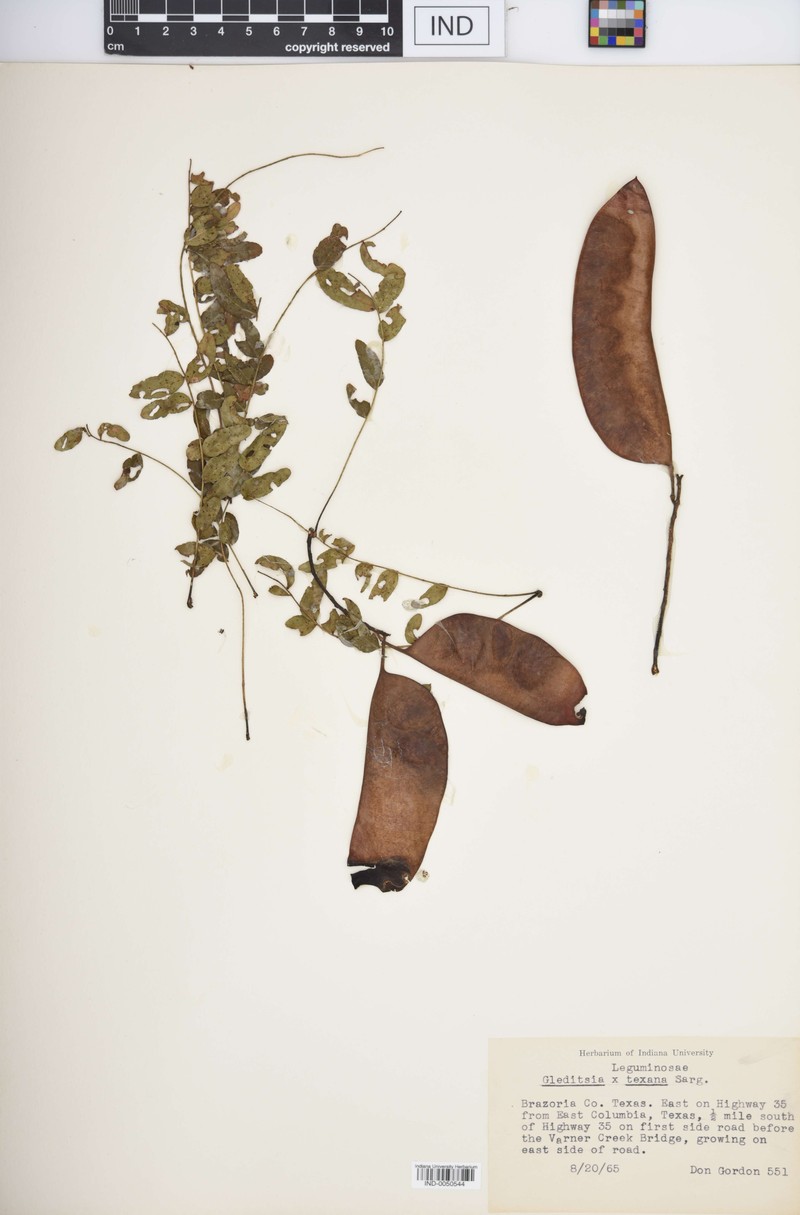 hybrid honeylocust photo 2