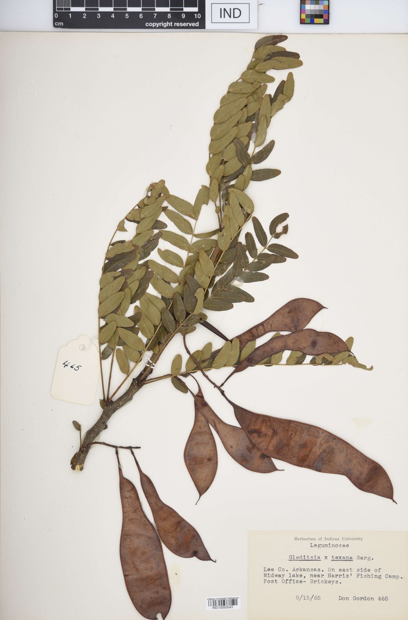 hybrid honeylocust photo 3