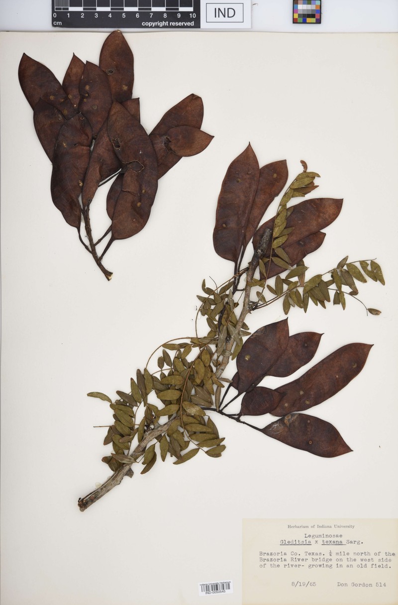 hybrid honeylocust photo 4