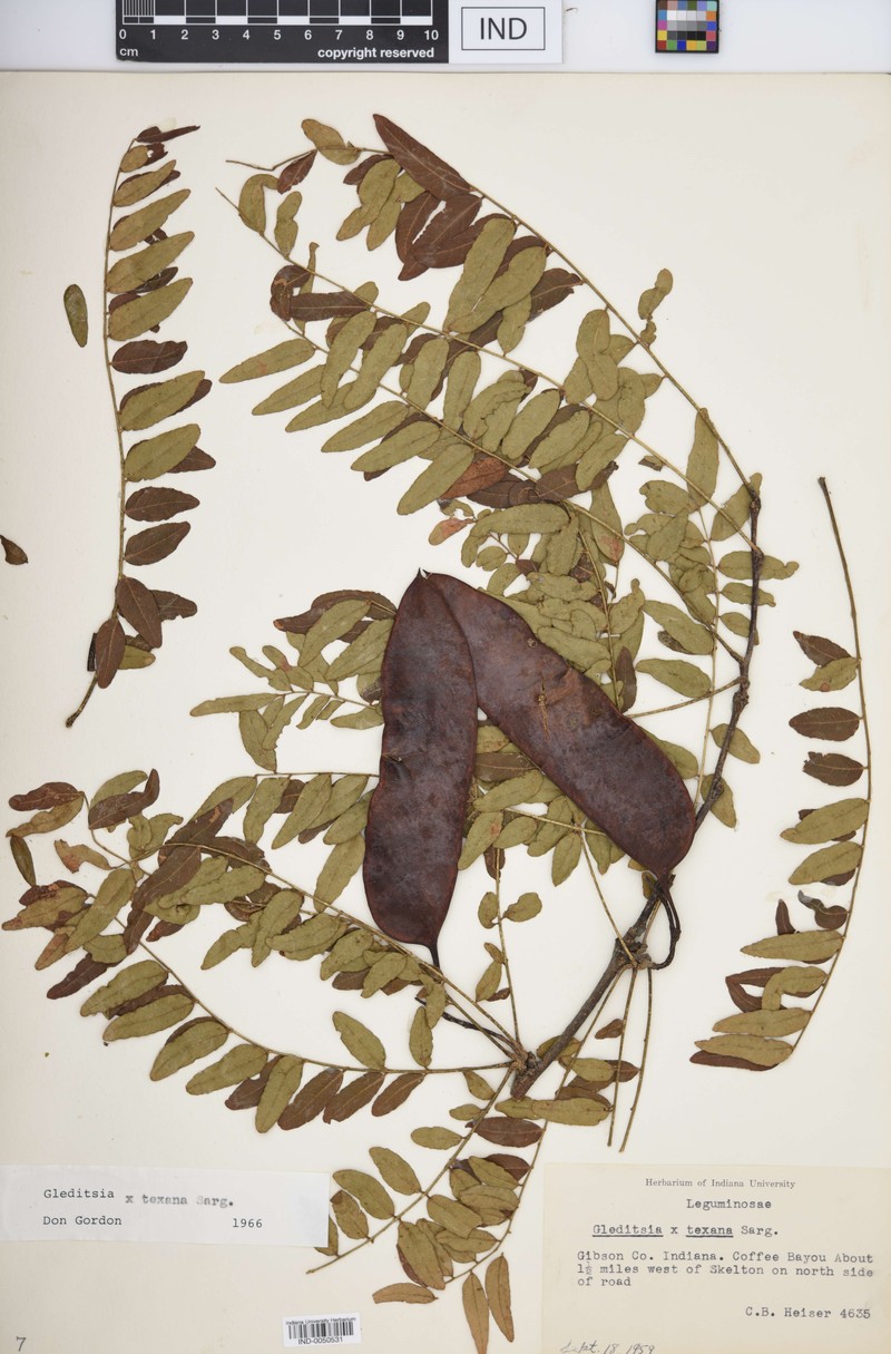 hybrid honeylocust photo 5