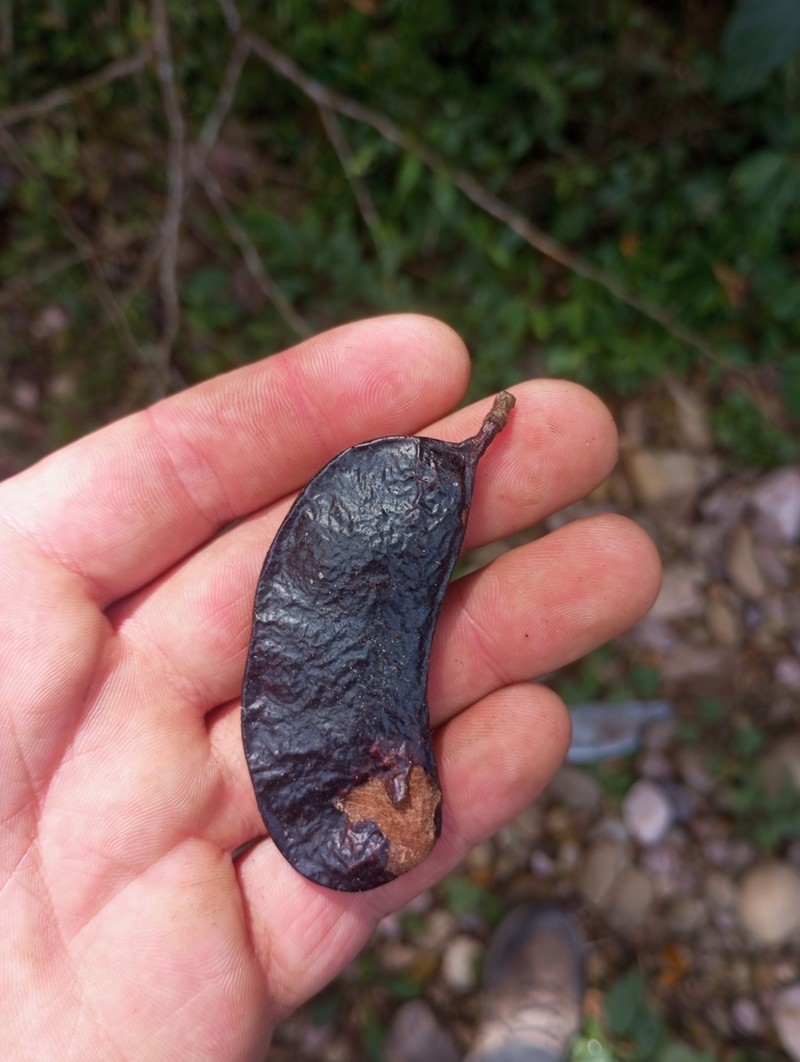 Gleditsia amorphoides