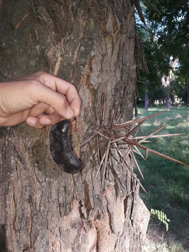 Gleditsia amorphoides photo 2