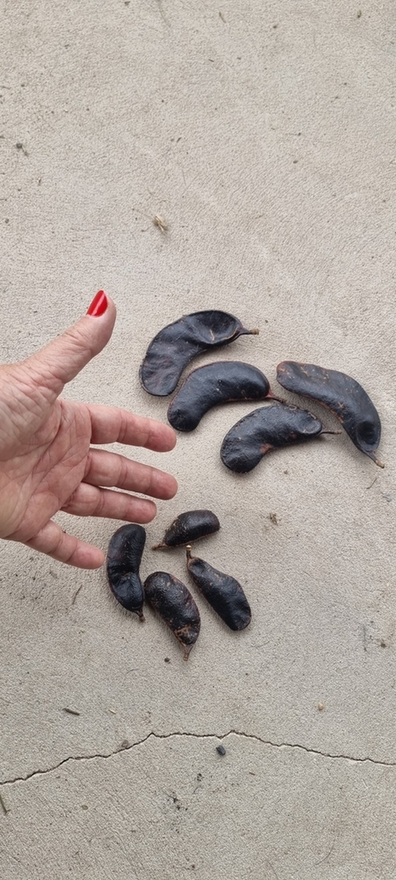 Gleditsia amorphoides photo 3