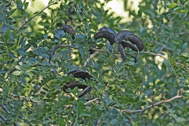 Gleditsia amorphoides photo 4