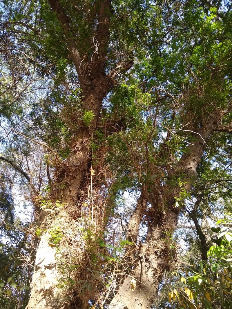 Gleditsia amorphoides photo 5