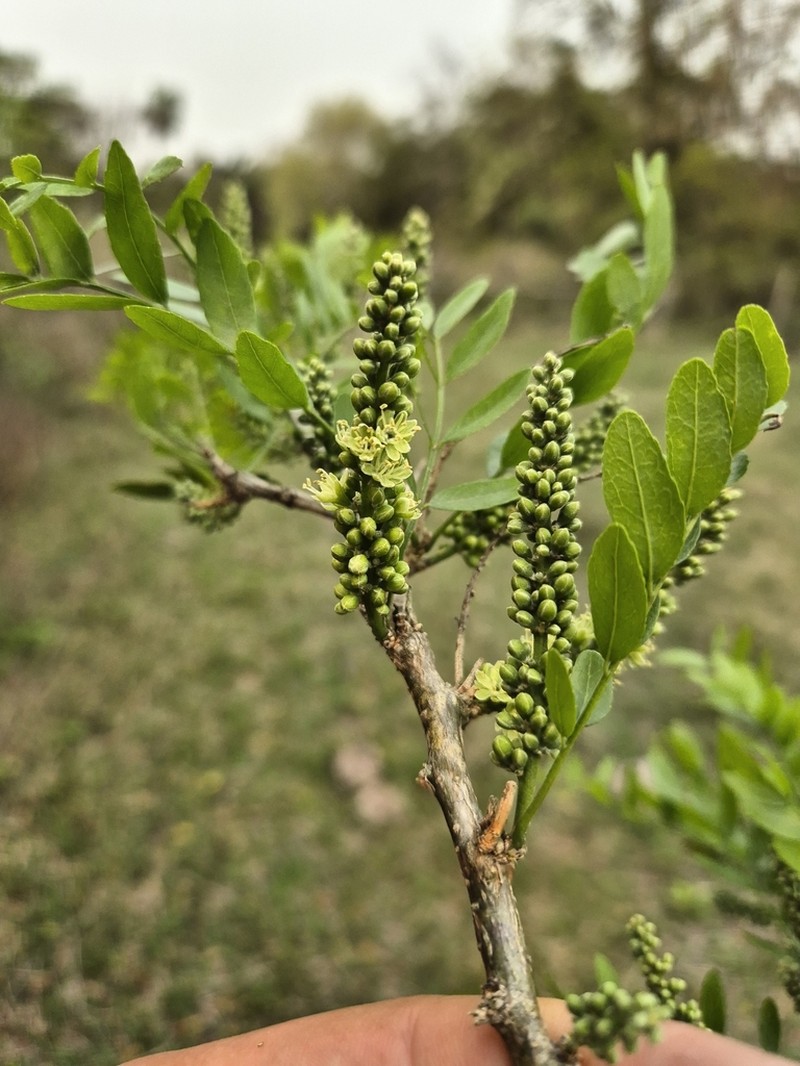 Gleditsia amorphoides photo 6