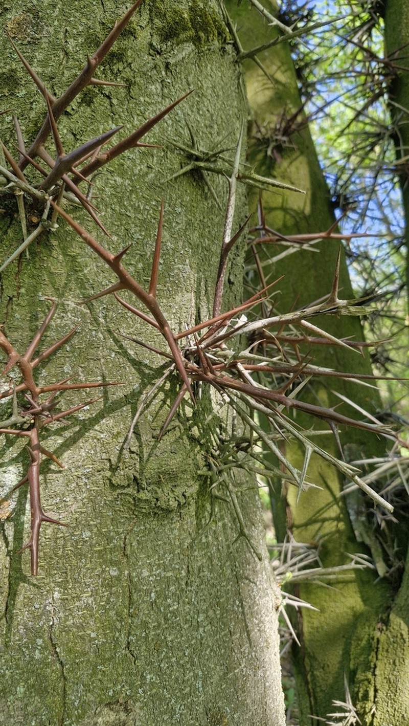 Gleditsia amorphoides photo 7