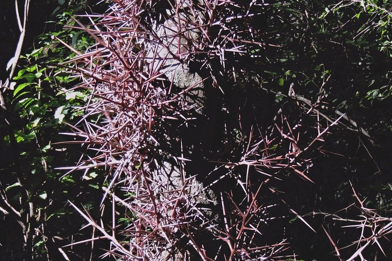 Gleditsia amorphoides photo 8