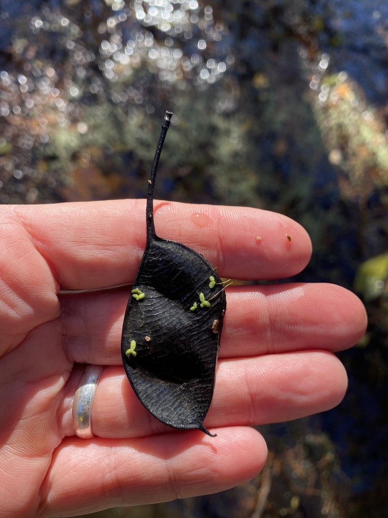 Water Locust photo 3