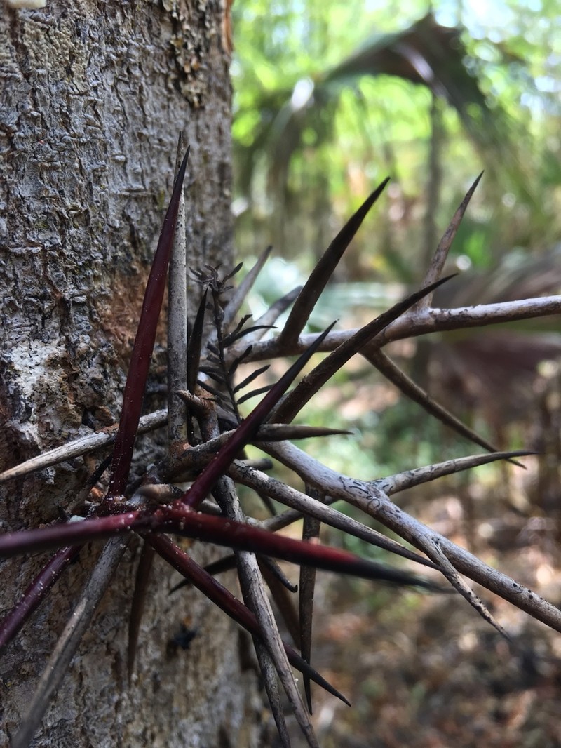 Water Locust photo 8