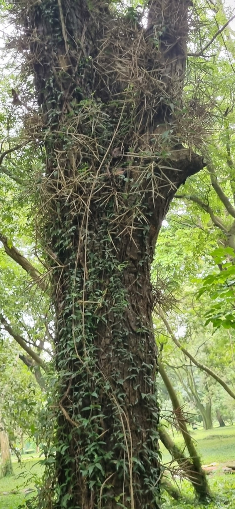 Gleditsia assamica