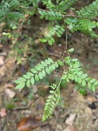 Gleditsia australis